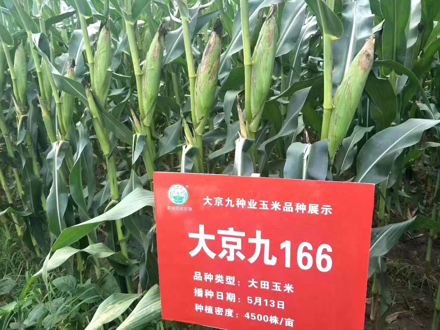 大京九166