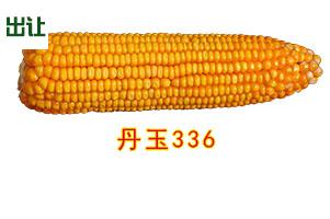 丹玉336 - 国家(杨凌)旱区植物品种展示交易平台